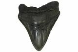 Fossil Megalodon Tooth - South Carolina #169189-2